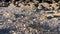 Dry shrub decorated with small pebbles at Oahu\\\'s west shorte