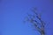 Dry singl tree on blue sky