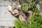 Dry snag of a coniferous tree, an old weathered relief tree on the background of an old fence and young green branches,