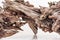 Dry snag of a coniferous tree, old weathered relief wood on a white background, nature abstract