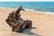 Dry snag on the sea coast, picturesque snag on the sand