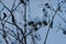 Dry snow covered common burdock