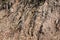 Dry soil ground water erosion with tree roots detail