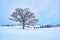 Dry solo Oak tree called `Seven star no ki` in winter at Biei city.