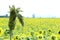 Dry Sorghum Awn With Yellow Sunflower Fields Background