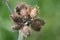 Dry spiny fruits of common cocklebur Xanthium strumarium or woolgarie bur