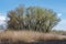 Dry stem reeds sway on river bank on burnt ground.