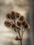 Dry stem of thistle with thorny seeds