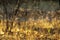 Dry stems of umbrella herbs in the background with amber bokeh