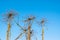 Dry stems of an umbrella plant on a background of blue sky. Dry umbrellas of Sosnovsky Hogweed