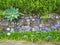 Dry stone wall and bluebells