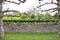 A dry stone wall with lichen growing on it stands in front of a clipped hedge in England