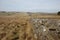 Dry stone wall northumberland