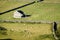 Dry Stone Walls and Barns - Yorkshire Dales, England,