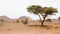 Dry, stony valley, rural landscape with Acacia trees in South Morocco.