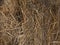 Dry straw background texture, bales of cereal straw for cow and horse, abstract natural pattern for design.