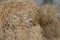 Dry straw bale for feeding farm animal in barn