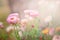 Dry straw flower or everlasting flower