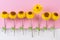 Dry strawflower xerochrysum bracteatum flower, pinned by paperclip