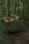 Dry stream bed in a sun-dappled dingle, running over over a layered sandstone step