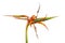 Dry strelitzia reginae flowers, Bird of paradise flower, Tropical flowers dried isolated on white background, with clipping path