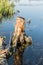 Dry stump in blue water, snag in the swamp, nature abstract background