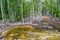 Dry swamp in the rain forest in Krabi