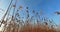 Dry swamp reeds sway against the blue sky. Autumn sky on a sunny and windy evening.