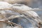 Dry tall grass is covered with snow and ice. The dry stalks bend under the weight of snow and ice. Dim light in the background