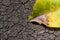 A dry teak leaf on the dry soil, in Gunung Kidul, Yogyakarta, Indonesia. Nature conservation concept