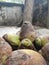 Dry tender coconuts places in a container