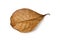 Dry terminalia catappa leaf