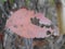 Dry textured coloured leaf during autumn