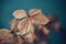 Dry textured hydrangea petals on a dark blue background close-up. Dried flowers hydrangea. Potpourri macro