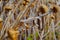 Dry thistle bush close-up.