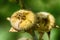 Dry Thistle close-up