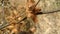 Dry thistle closeup in the indian field of common beans