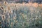 Dry thistle field at fall sunset