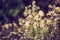 Dry thistle flowers