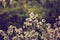 Dry thistle flowers