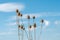 Dry thistle heads under blue sky