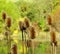 A Dry Thistles Gone to Seeds â€“ Cirsium Vulgare