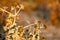 Dry thistles in a sunset light, Danube Delta, Romania