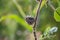 Dry thorn flower in nature, drying seed heads with green leaves, autumn scene in nature