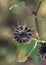 Dry thorn flower in nature, drying seed heads with green leaves, autumn scene in nature