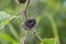 Dry thorn flower in nature, drying seed heads with green leaves, autumn scene in nature