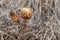 Dry thorny flower, close-up