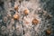 Dry thorny flowers, close-up photo