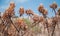 Dry thorny flowers are under blue sky