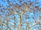 Dry thorny tree with clouds in background